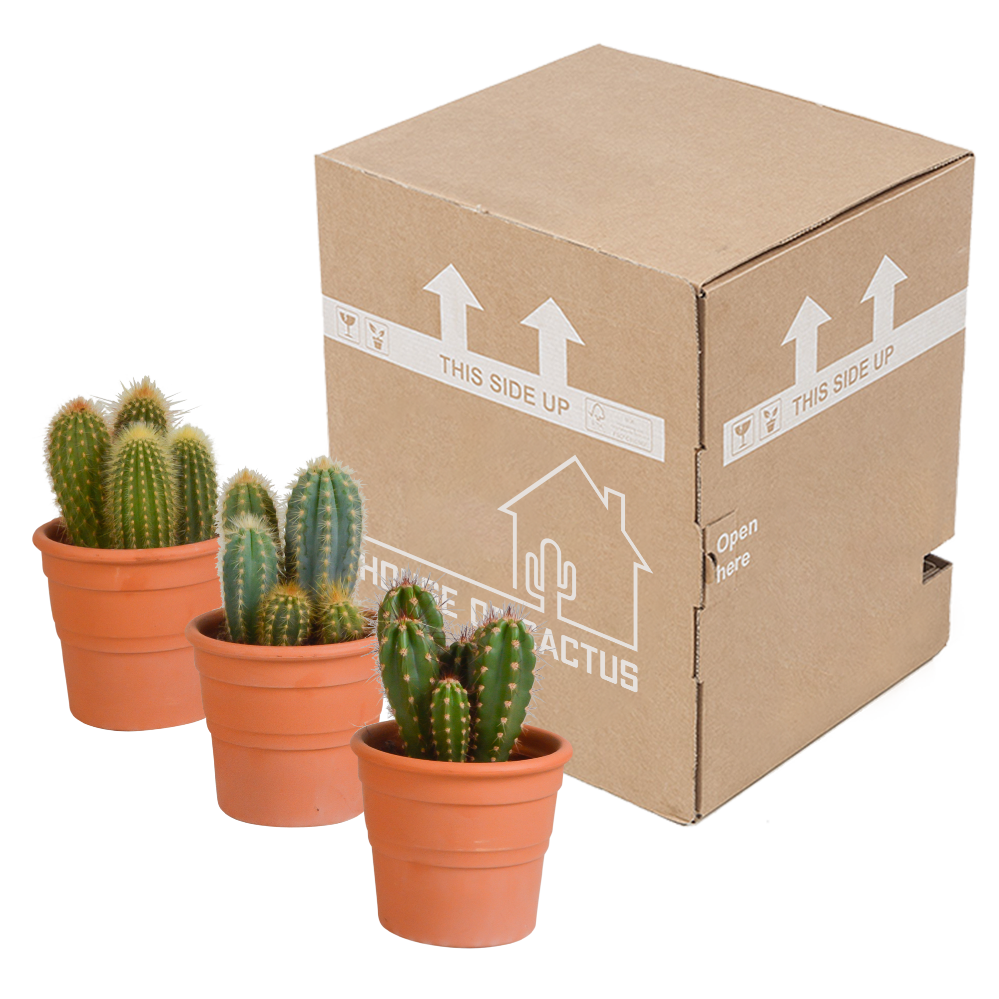 3x Mélange de cactus Cereus - en pot terracotta - Ø10,5cm - ↕23cm - Plantes d’intérieur - Image 3