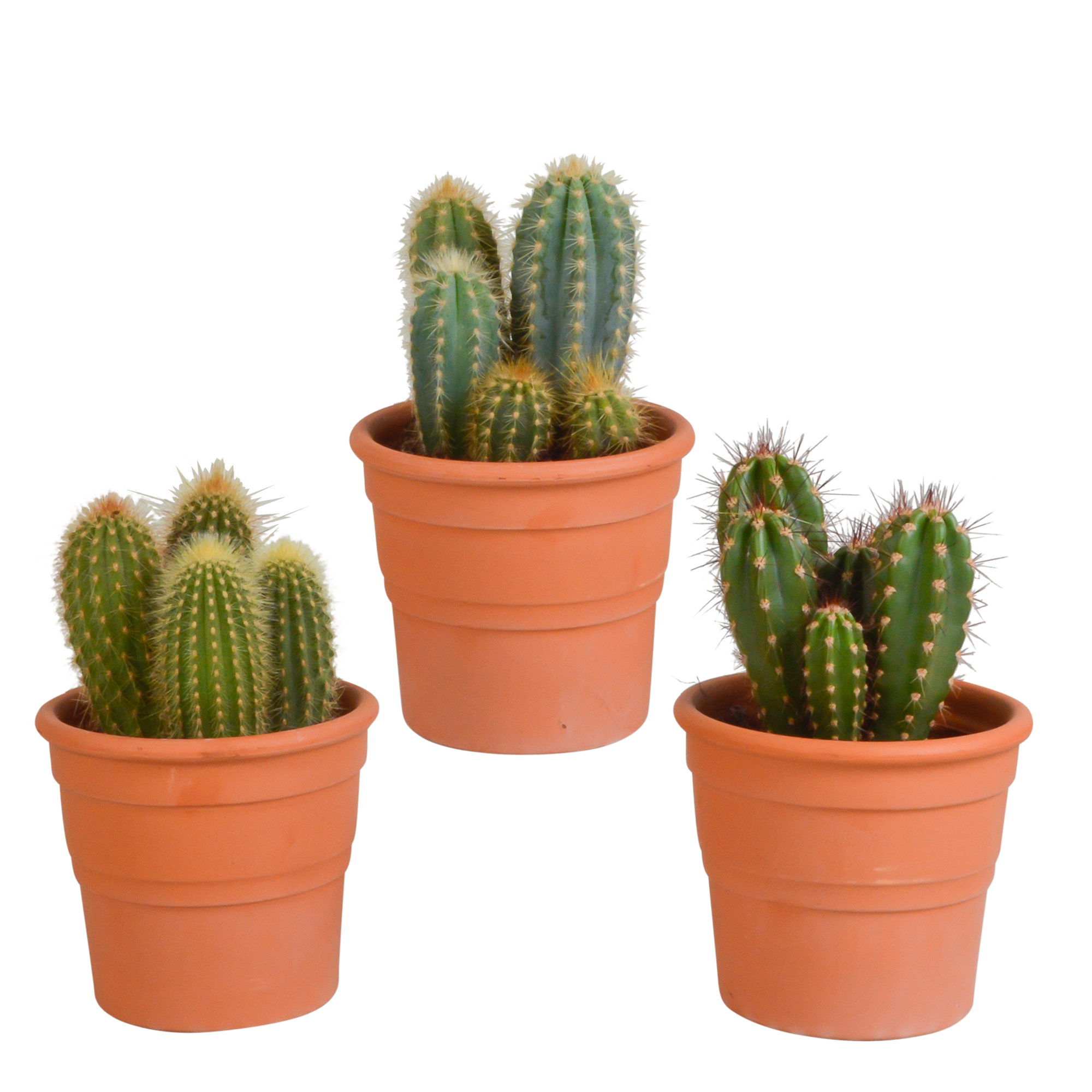 3x Mélange de cactus Cereus - en pot terracotta - Ø10,5cm - ↕23cm - Plantes d’intérieur - Image 1