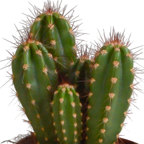 3x Mélange de cactus Cereus - en pot terracotta - Ø10,5cm - ↕23cm - Plantes d’intérieur - Image 6