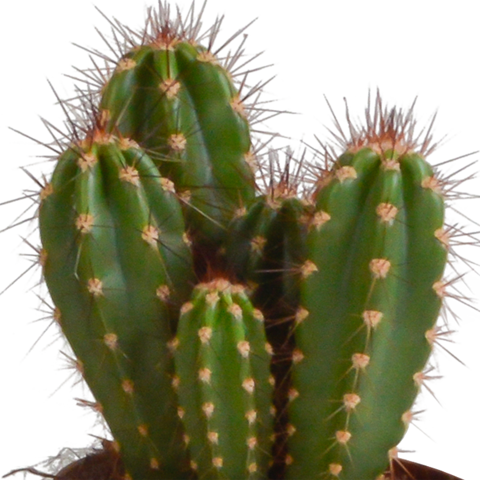 3x Mélange de cactus Cereus - en pot terracotta - Ø10,5cm - ↕23cm - Plantes d’intérieur - Image 6