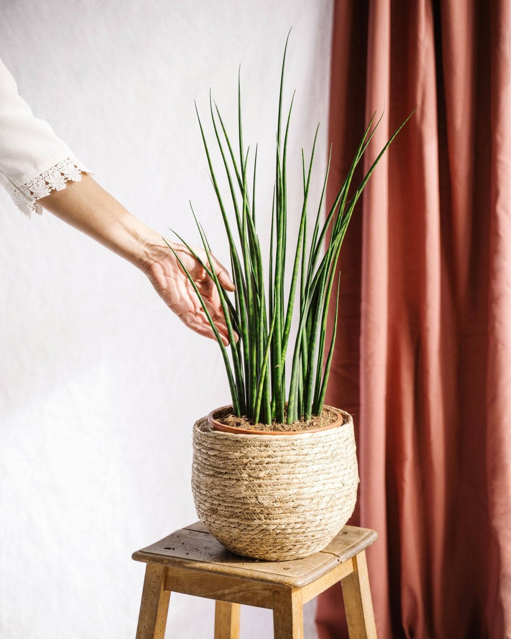 La Green Touch - Sansevieria Mikado 80cm - Plante d'intérieur- La Green Touch - Image 2
