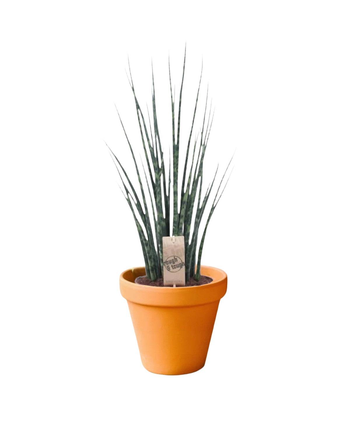La Green Touch - Sansevieria Mikado 80cm - Plante d'intérieur- La Green Touch - Image 1