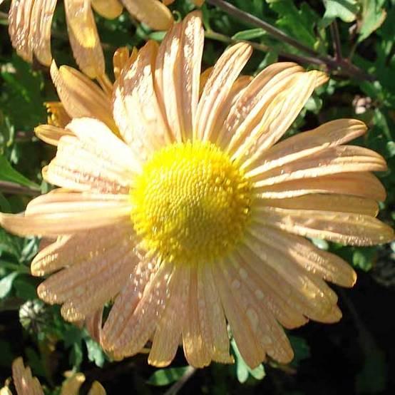 Promesse de Fleurs - Chrysanthème rubellum Mary Stoker - Marguerite d'automne Pot de 2L/3L