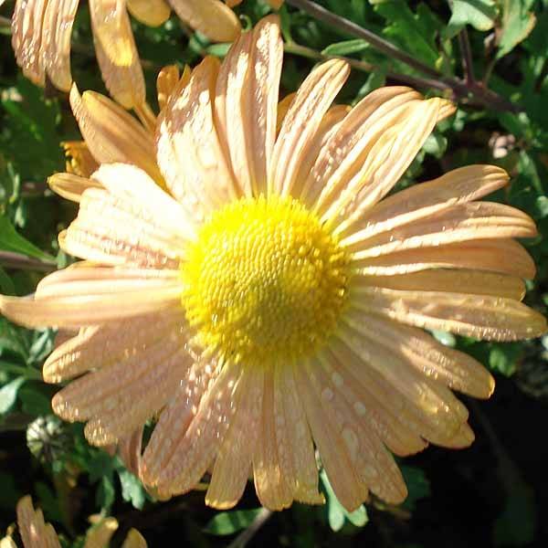 Promesse de Fleurs - Chrysanthème rubellum Mary Stoker - Marguerite d'automne Pot de 2L/3L