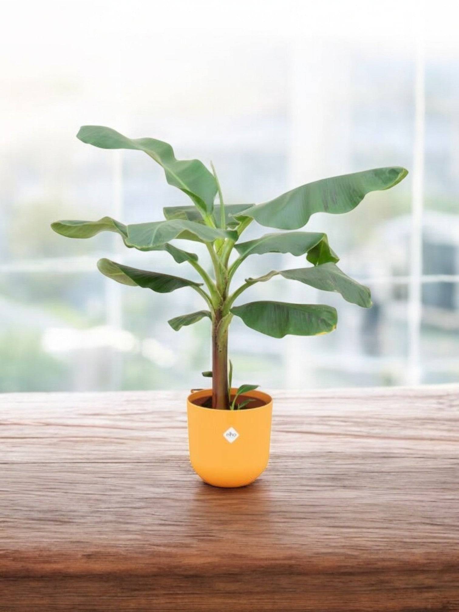 Bananier Musa 120cm et son pot- La Green Touch Jaune - Hauteur 120cm