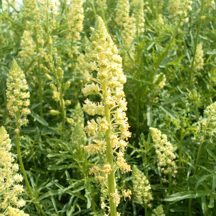 Graines de Réséda des teinturiers - Reseda luteola le sachet de 550 graines environ (0,25g)