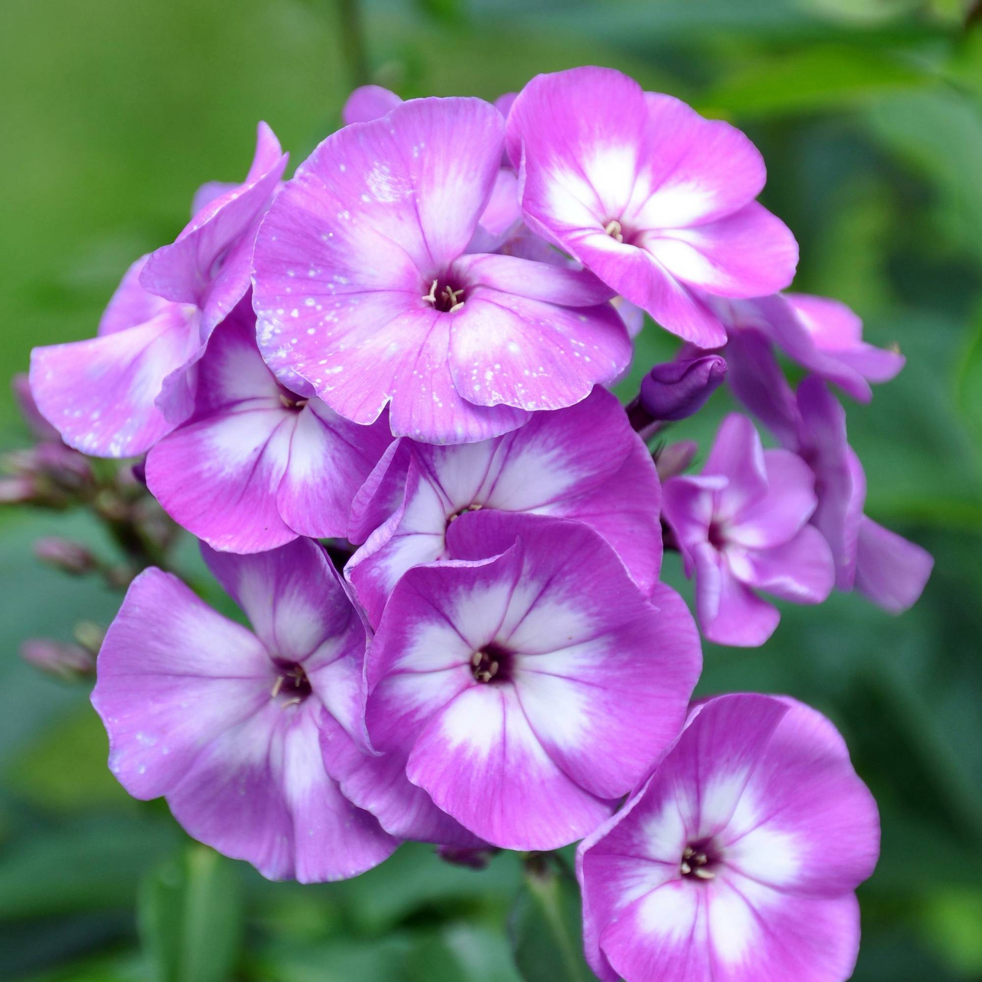 Promesse de Fleurs - Phlox paniculata Little Laura Pot de 2L/3L