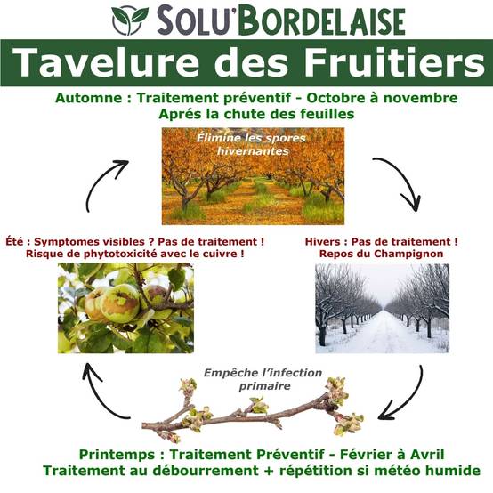Solu'Bordelaise-Tavelure des Fruitiers - 500 g de Bouillie Bordelaise Non Colorée- Polyvalent à base de Sulfate de Cuivre 200 g/kg-UAB-Doseur inclus - Image 2