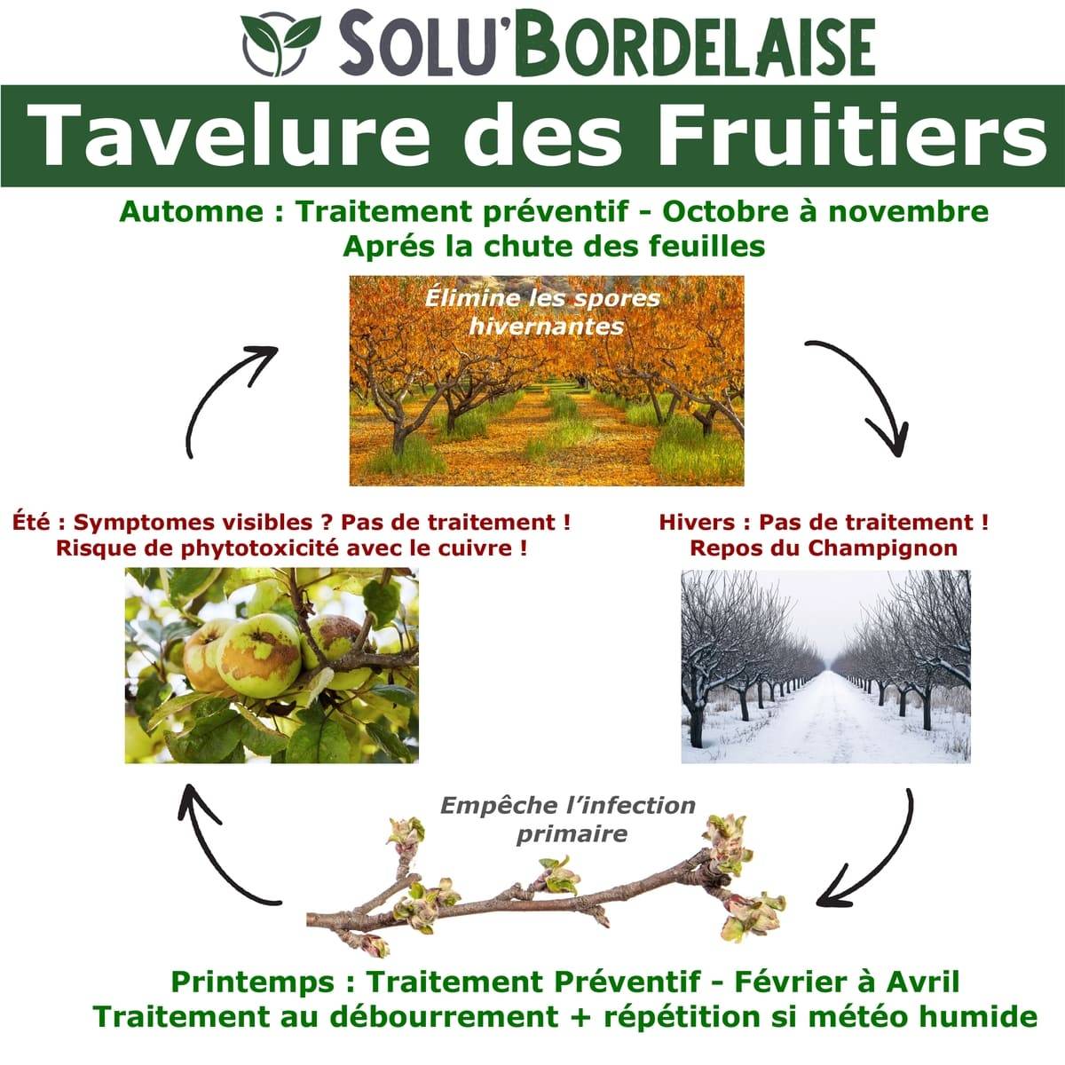 Solu'Bordelaise-Tavelure des Fruitiers - 500 g de Bouillie Bordelaise Non Colorée- Polyvalent à base de Sulfate de Cuivre 200 g/kg-UAB-Doseur inclus - Image 2