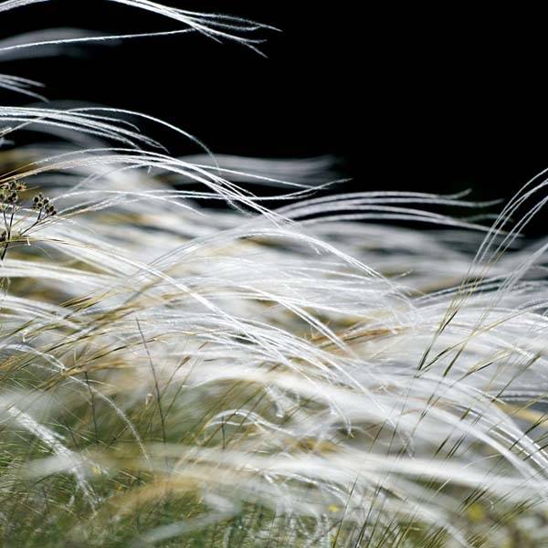Promesse de Fleurs - Stipa pennata - Stipe pennée Godet de 8/9 cm