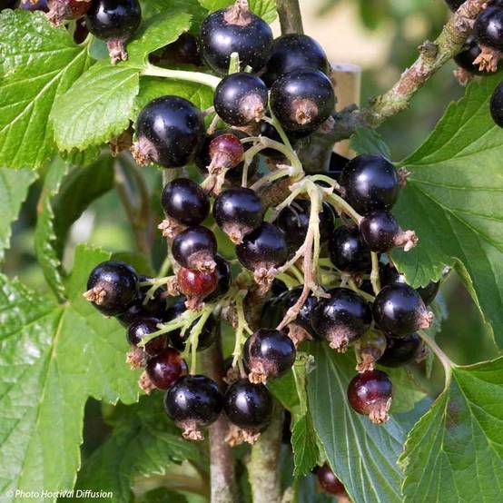 Cassissier Noir de Bourgogne Pot de 1,5L/2L, Buisson