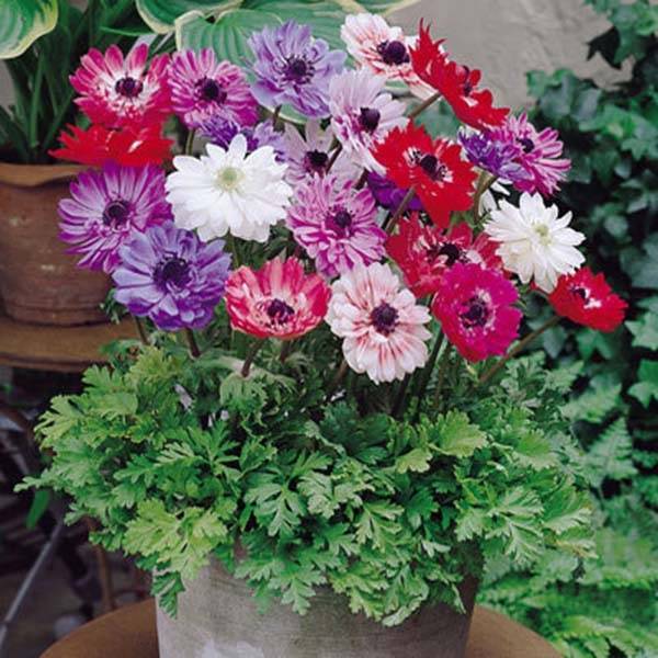 Anemone coronaria St Brigid Mix - Anémone de Caen Bulbe calibre 5/6 (par 10)