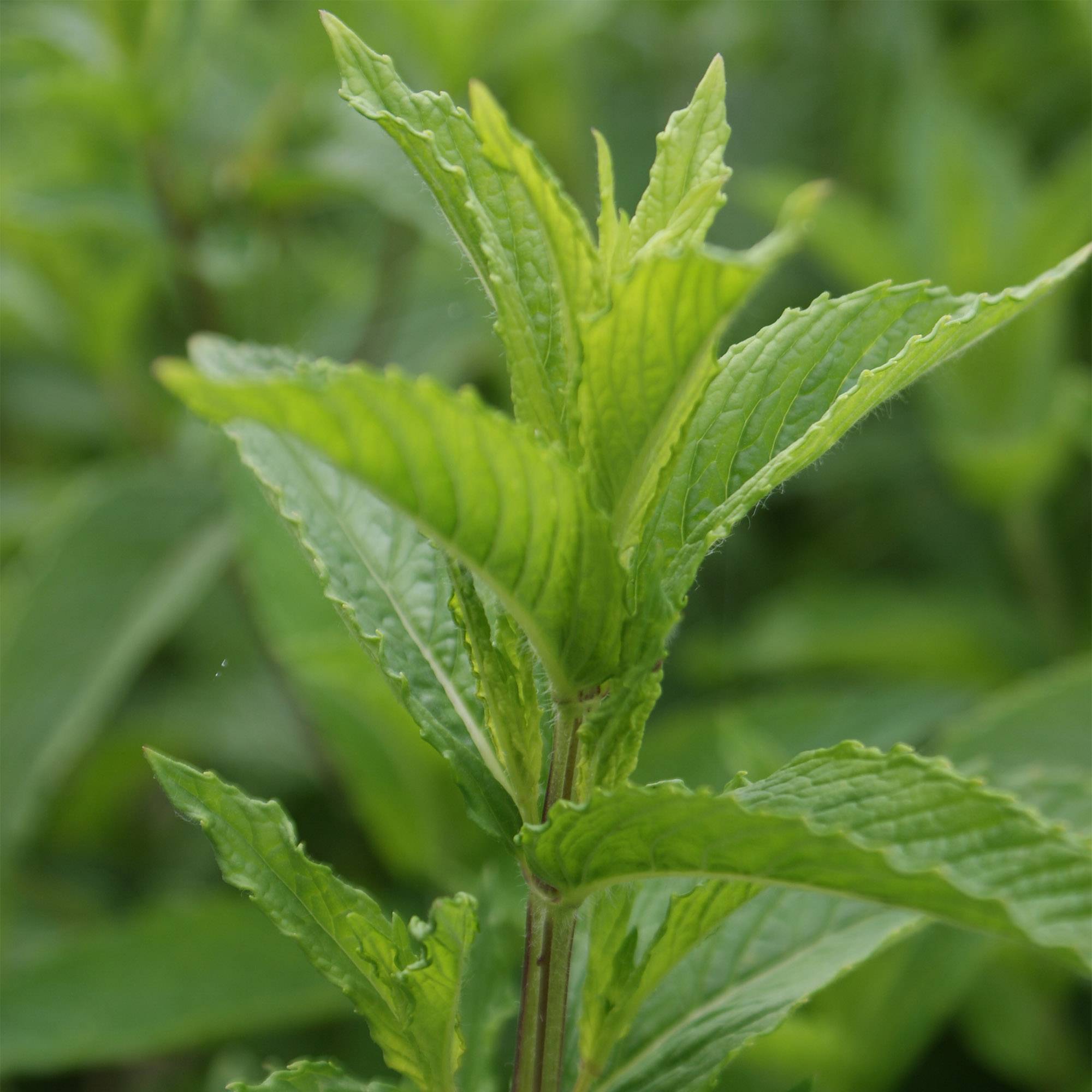 Menthe verte - Mentha spicata Godet de 8/9 cm