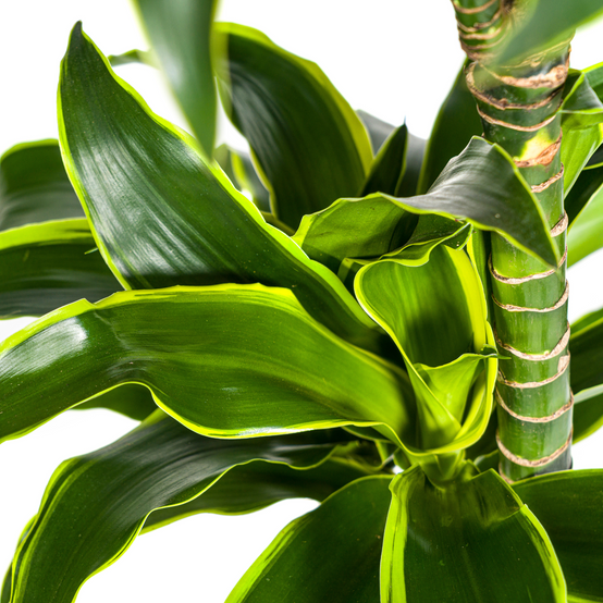 Dracaena Deremensis Dorado - D24 H120cm - Image 3