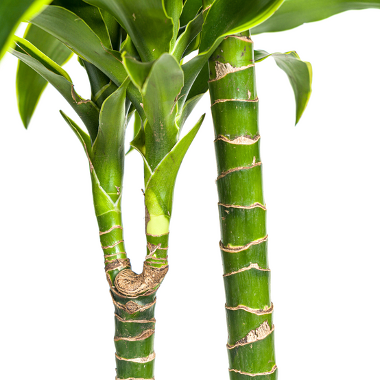 Dracaena Deremensis Dorado - D24 H120cm - Image 5