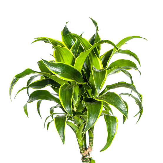 Dracaena Deremensis Dorado - D24 H120cm - Image 2