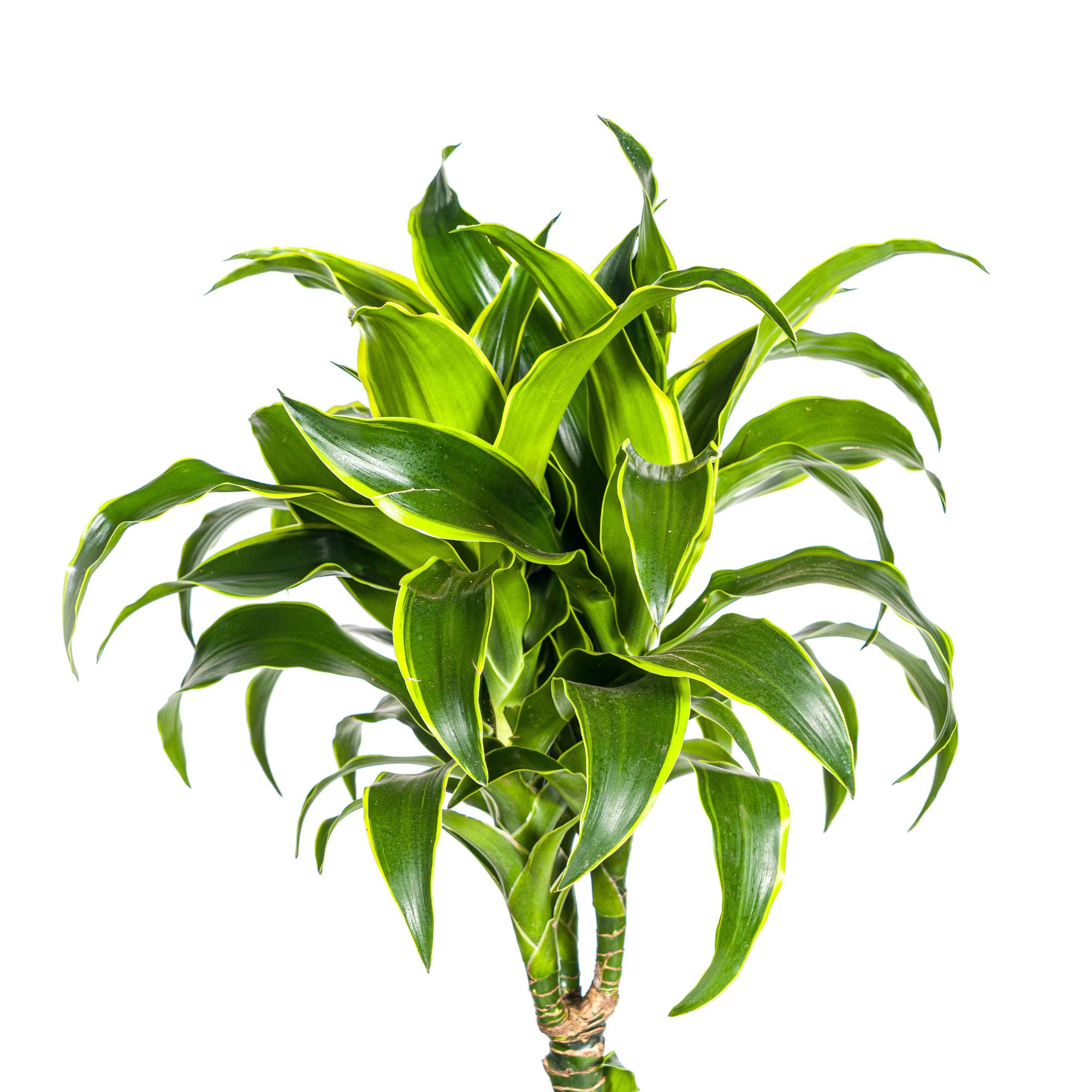 Dracaena Deremensis Dorado - D24 H120cm - Image 2