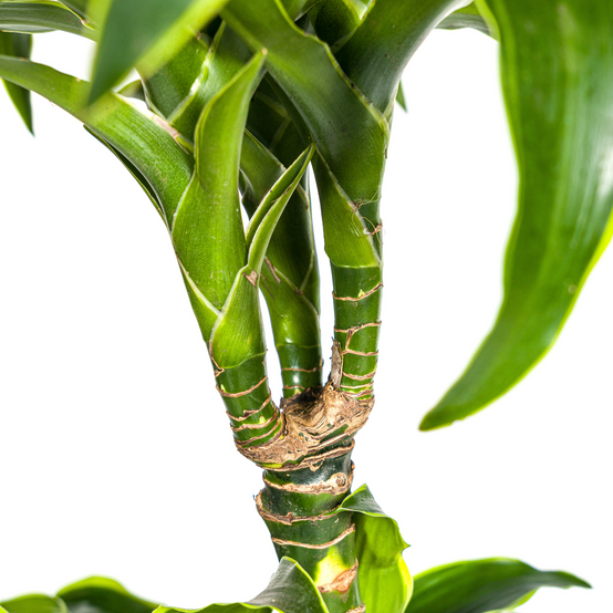 Dracaena Deremensis Dorado - D24 H120cm - Image 4