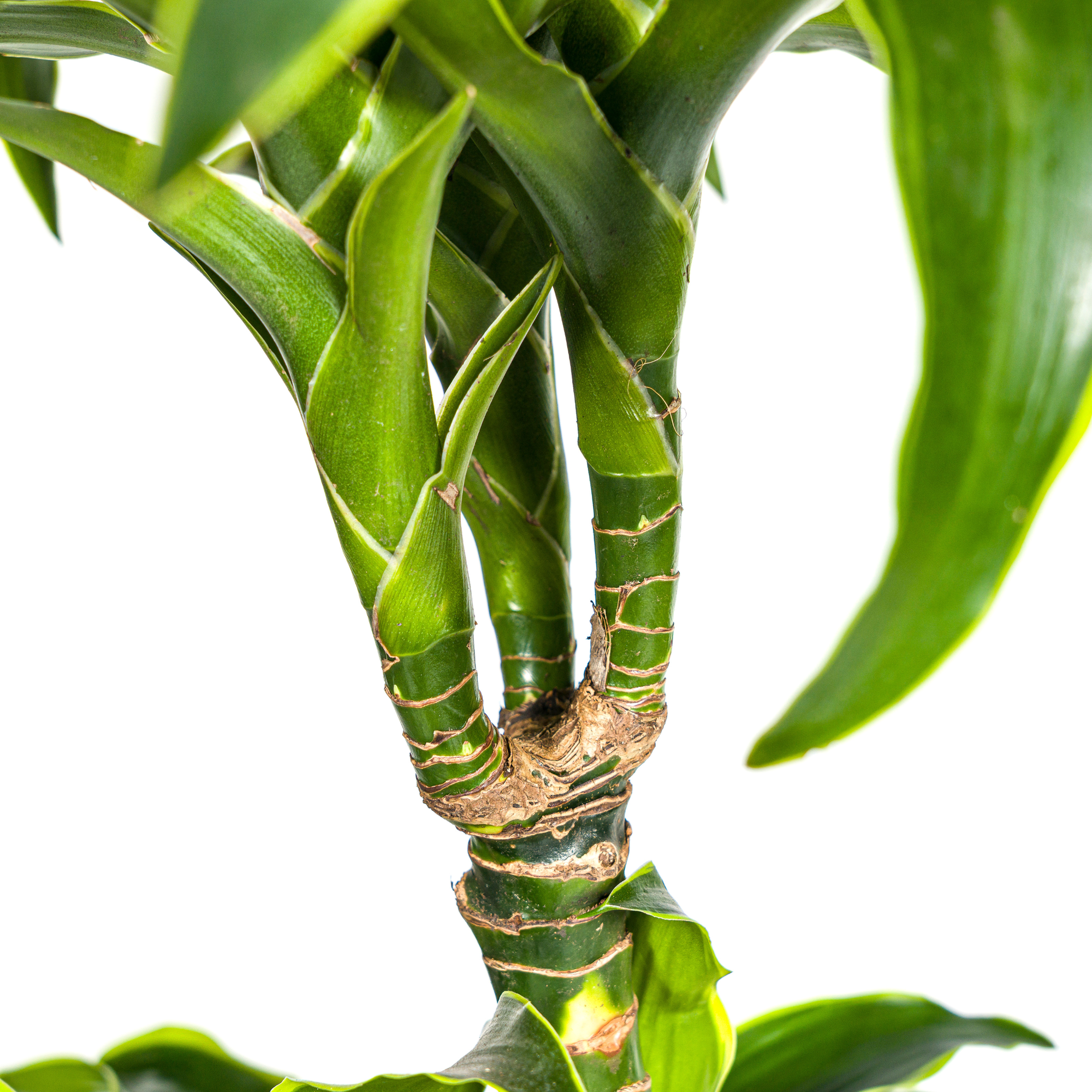 Dracaena Deremensis Dorado - D24 H120cm - Image 4