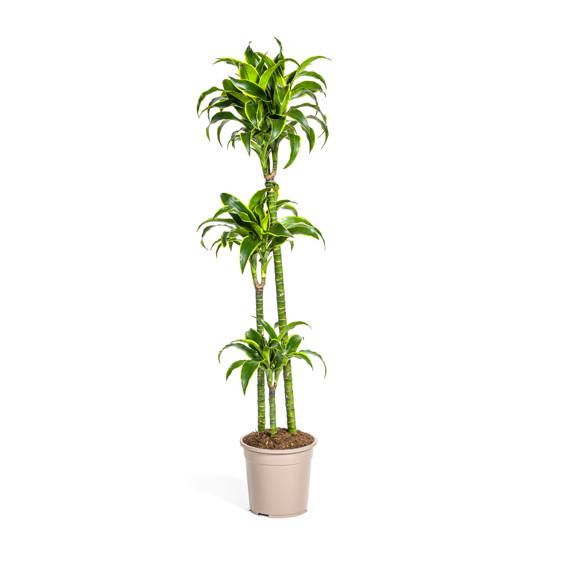 Dracaena Deremensis Dorado - D24 H120cm - Image 1