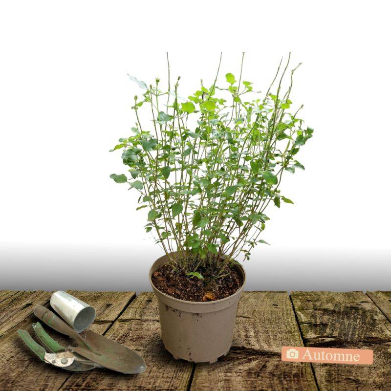 Sauge à petites feuilles Hot Lips® à fleurs Blanche/Rouge - feuillage Caduc - Pot de 4L - 40/60 cm - Image 3