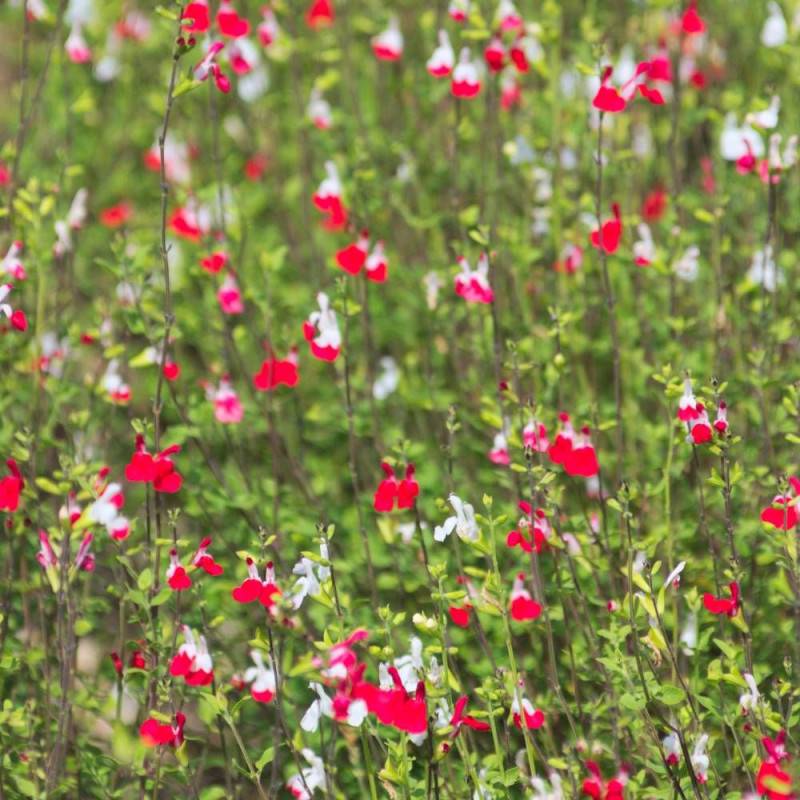 Sauge à petites feuilles Hot Lips® à fleurs Blanche/Rouge - feuillage Caduc - Pot de 4L - 40/60 cm
