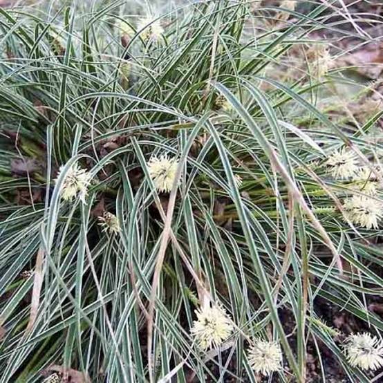 Promesse de Fleurs - Carex conica Snowline - Laîche de Corée Pot de 2L/3L