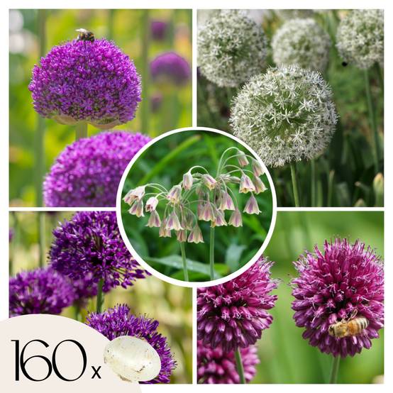 Plant In A Box - Mélange de bulbes Ail - Set de 160 - Allium - Bulbes à fleurs - Image 1