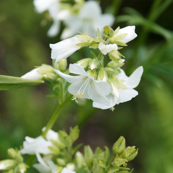 Polemonium caeruleum Album Godet de 8/9 cm
