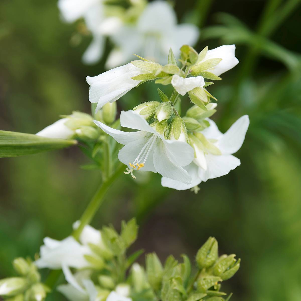 Polemonium caeruleum Album Godet de 8/9 cm