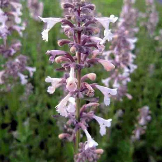 Nepeta grandiflora Dawn to Dusk Godet de 8/9 cm