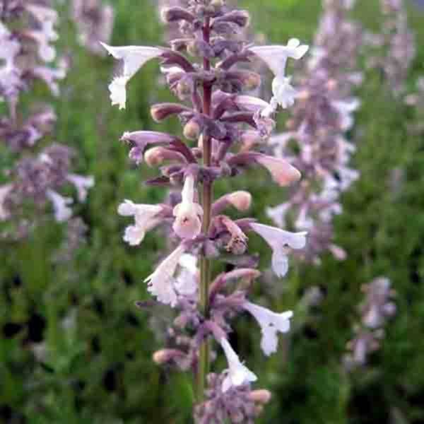Nepeta grandiflora Dawn to Dusk Godet de 8/9 cm