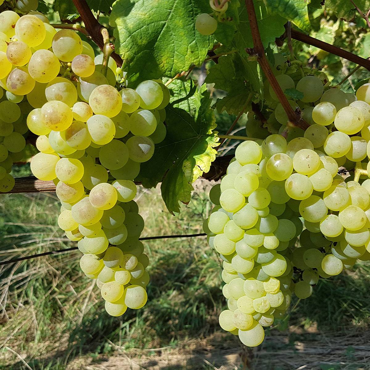 Promesse de Fleurs - Vigne Chasselas Fontainebleau Pot de 2L/3L