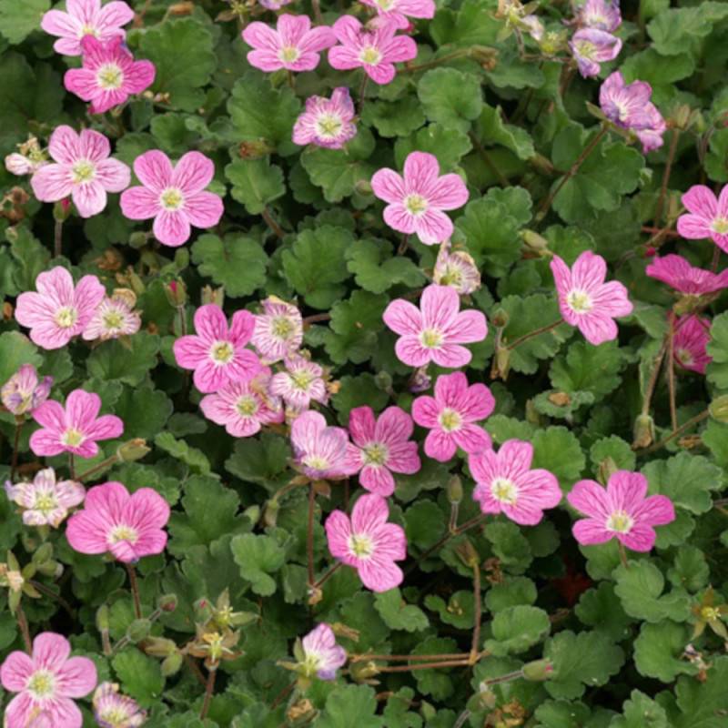 Bec de Grue Bishop's Form, Erodium à fleurs Rose/ - feuillage Persistant - Godet - 5/20 cm - Image 5
