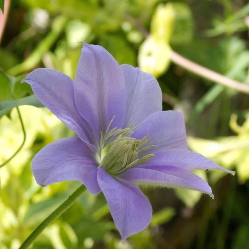 Clématite Bernardine™ 'Evipo061' à fleurs Bleue - feuillage Caduc - Pot de 4,5L - Echelle bambou 60/90 cm-  hauteur à maturité De 1,00 m à 1,50 m - Image 1