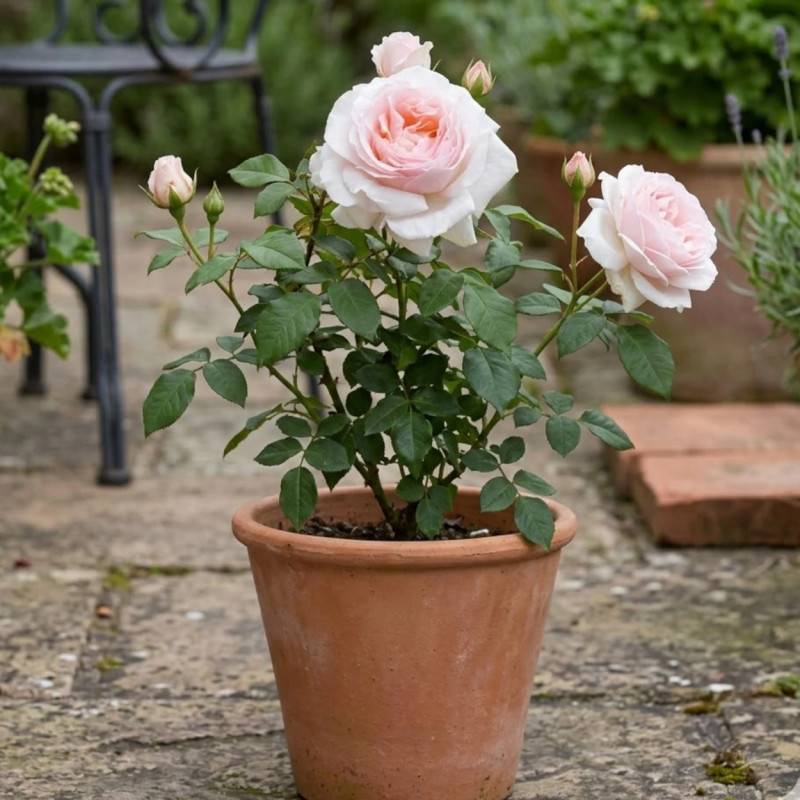 Rosier à grandes fleurs Andre Le Notre® 'Meiceppus' à fleurs Rose/ - feuillage Caduc - Pot de 10 L - 1/2 tige - Image 4