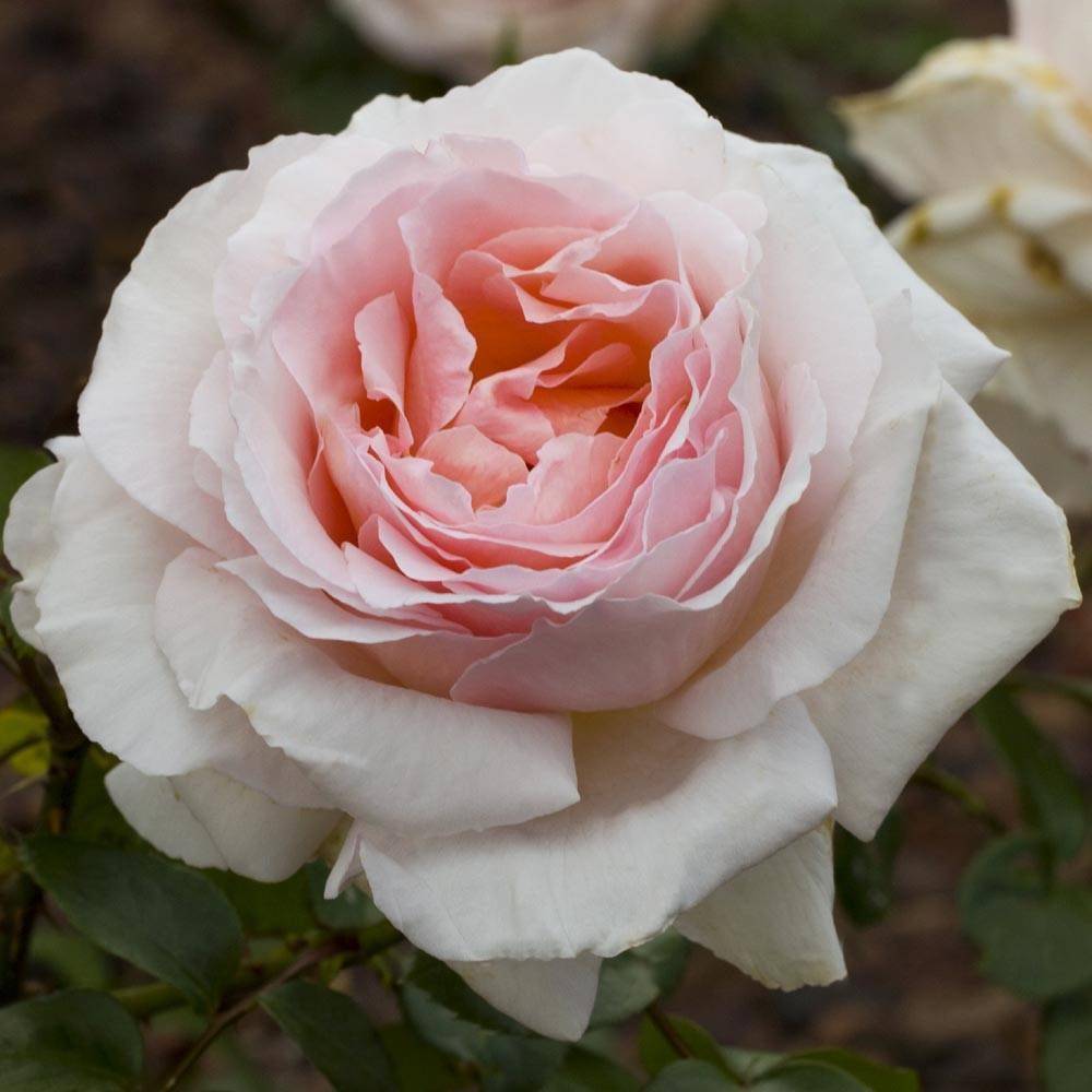 Rosier à grandes fleurs Andre Le Notre® 'Meiceppus' à fleurs Rose/ - feuillage Caduc - Pot de 10 L - 1/2 tige - Image 1