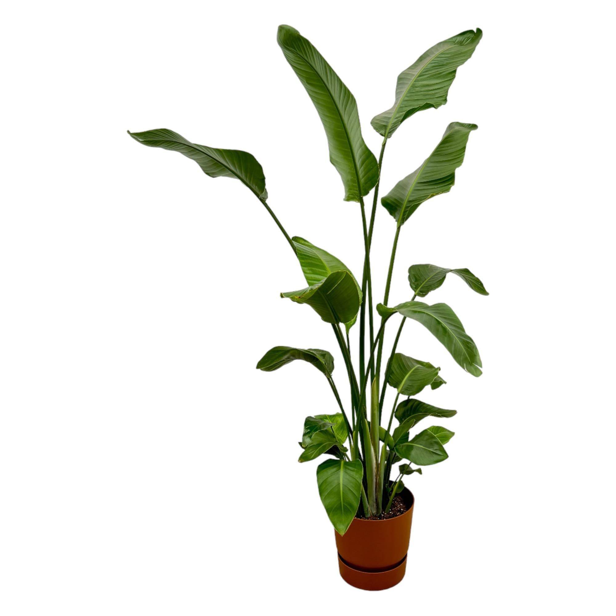 La Green Touch - Strelitzia Nicolai 170 cm et son pot- La Green Touch Marron + Reservoir - Hauteur 170cm