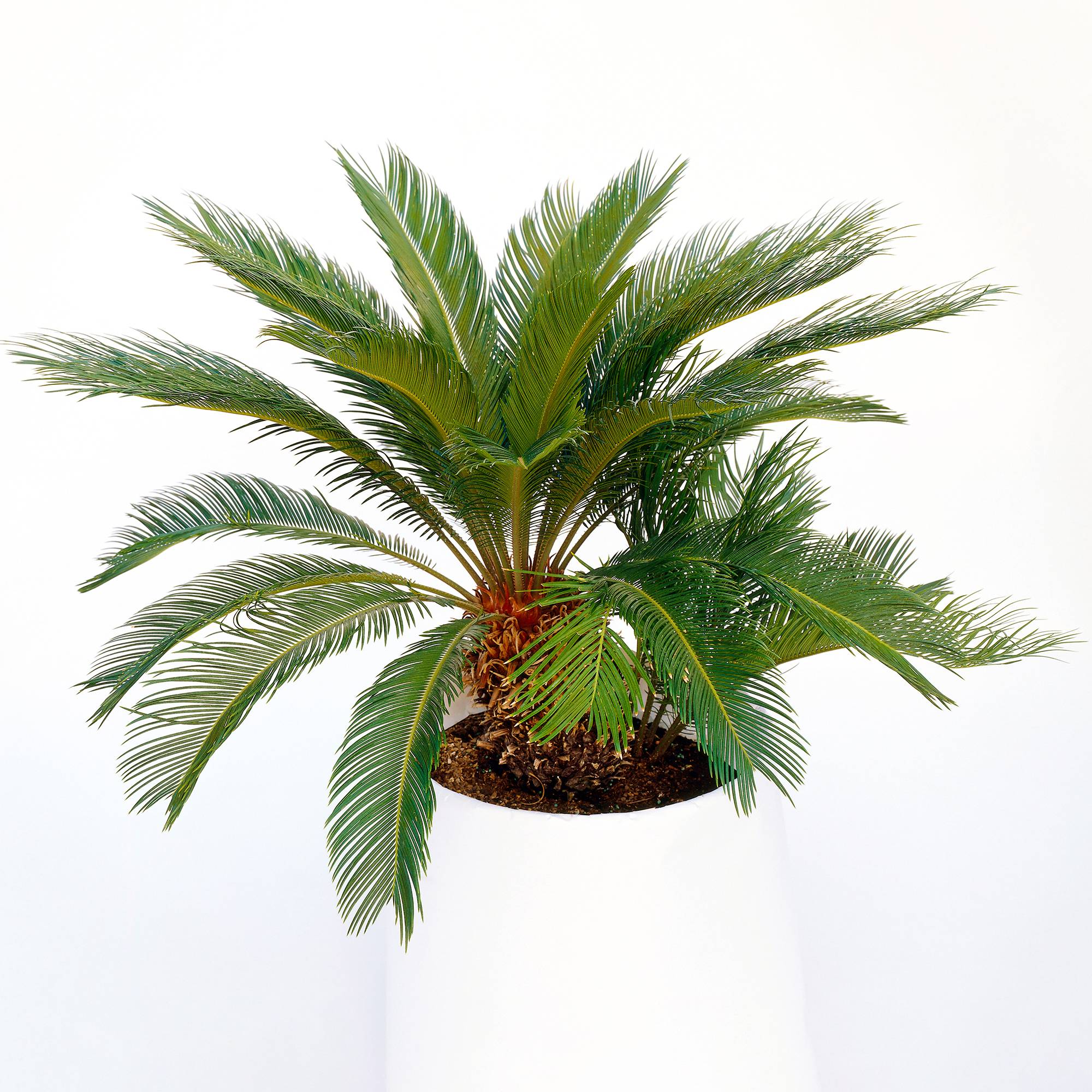 Gardenersdream - Cycas Revoluta Vivace - Sagoutier | Plante Pour La Maison Ou Le Bureau (De 30 À 40 Cm Pot Inclus) - GardenersDream - Image 3