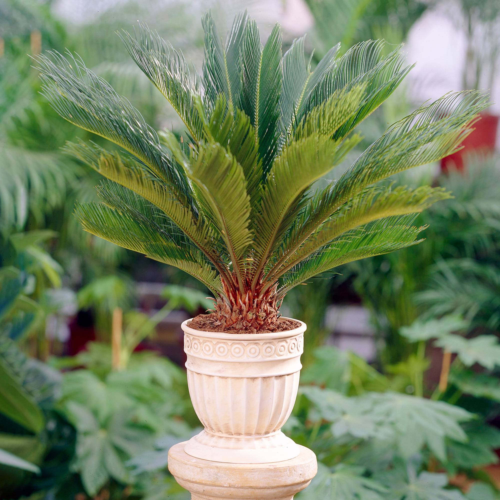 Gardenersdream - Cycas Revoluta Vivace - Sagoutier | Plante Pour La Maison Ou Le Bureau (De 30 À 40 Cm Pot Inclus) - GardenersDream - Image 1