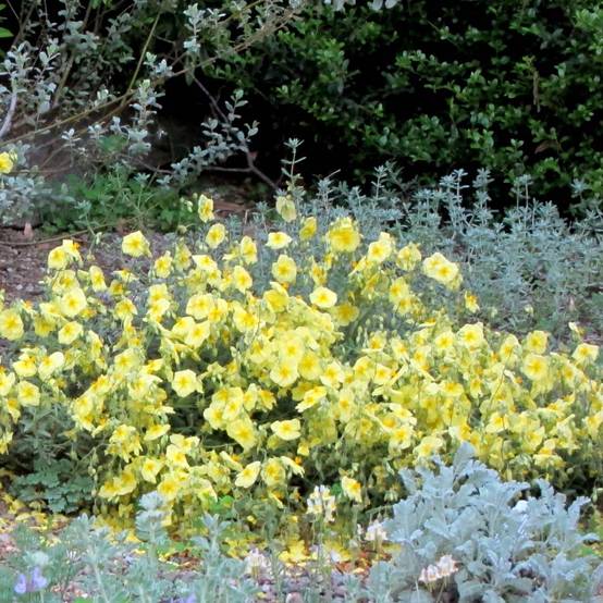 Promesse de Fleurs - Hélianthème Wisley Primrose Godet de 8/9 cm
