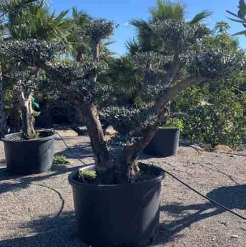 0 - Olea europaea (Oliviers) Pot de 40L-tronc 80/100cm - Image 3
