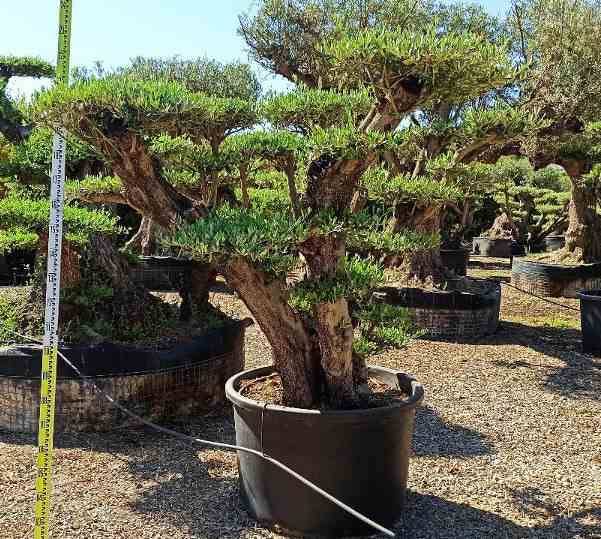 0 - Olea europaea (Oliviers) Pot de 40L-tronc 80/100cm - Image 2