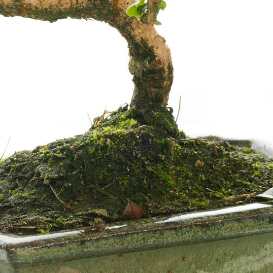 Gardenersdream - Bonsaï D'Intérieur Carmona Arbre À Thé De Fukien En Pot De 15 Cm (De 30 À 40 Cm Pot Inclus) - GardenersDream - Image 4