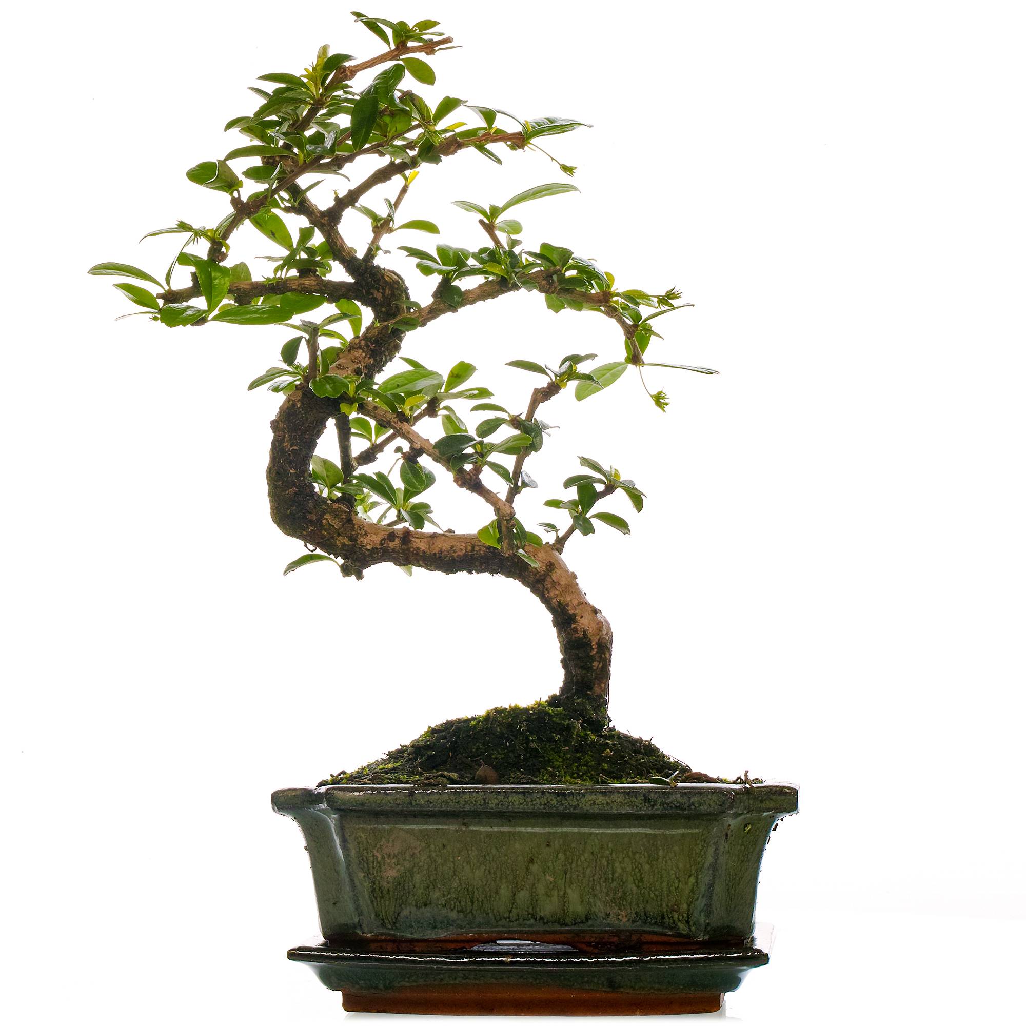 Gardenersdream - Bonsaï D'Intérieur Carmona Arbre À Thé De Fukien En Pot De 15 Cm (De 30 À 40 Cm Pot Inclus) - GardenersDream