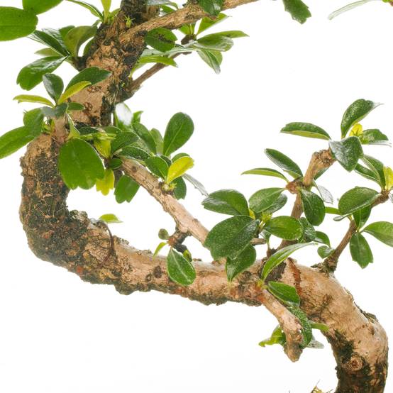 Gardenersdream - Bonsaï D'Intérieur Carmona Arbre À Thé De Fukien En Pot De 15 Cm (De 30 À 40 Cm Pot Inclus) - GardenersDream - Image 2