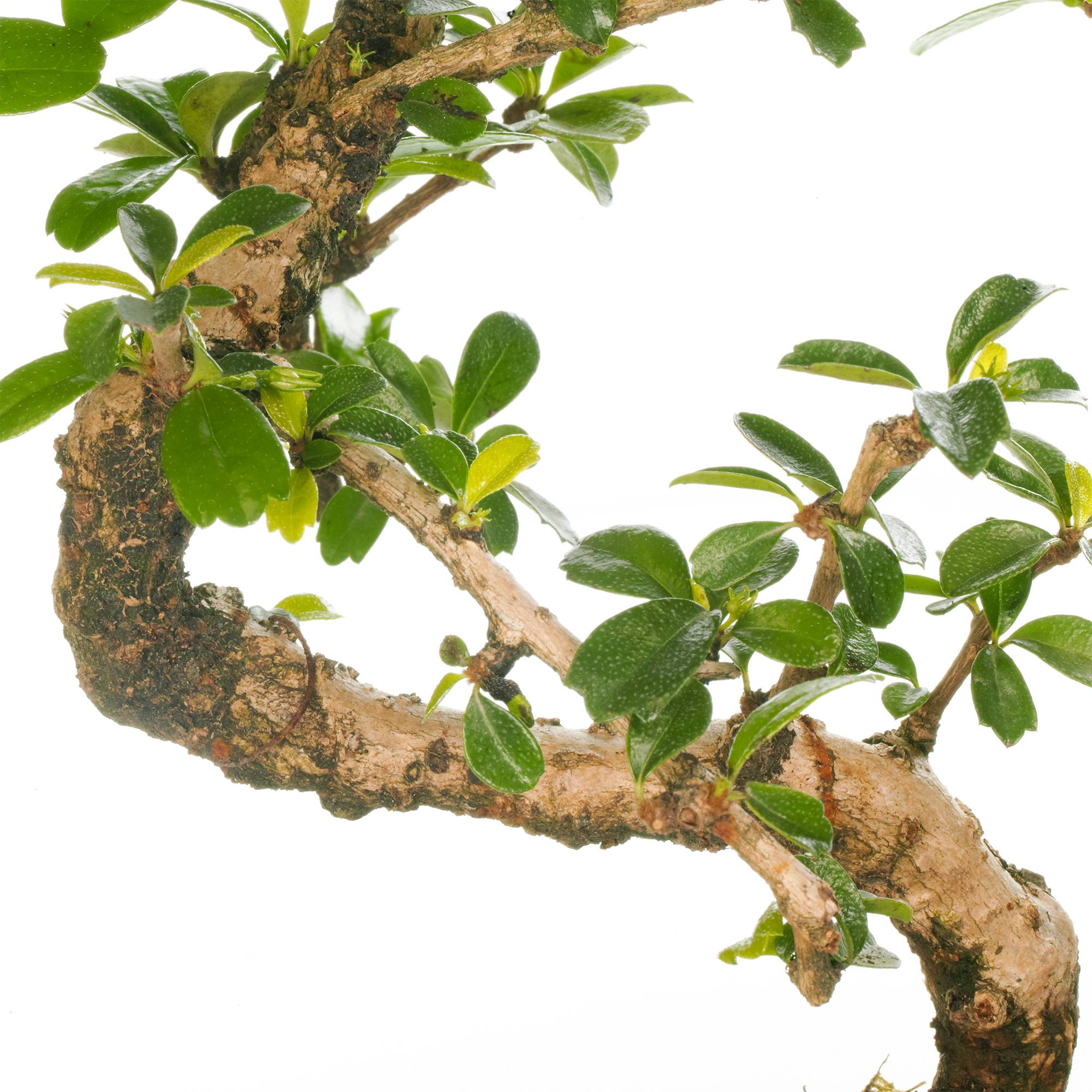 Gardenersdream - Bonsaï D'Intérieur Carmona Arbre À Thé De Fukien En Pot De 15 Cm (De 30 À 40 Cm Pot Inclus) - GardenersDream - Image 2