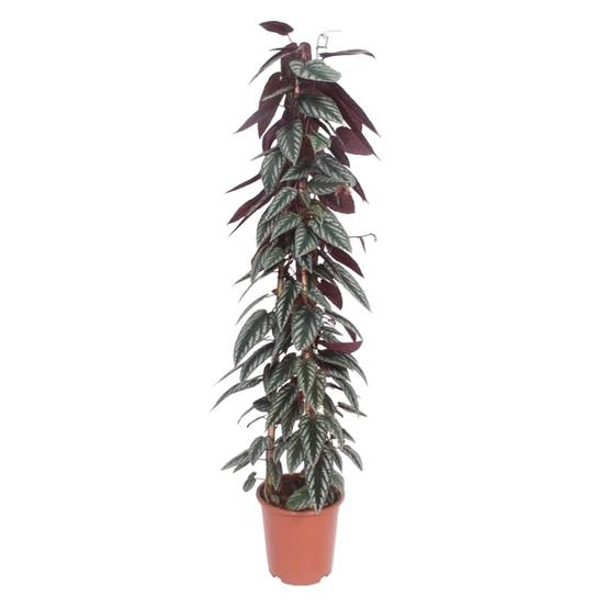 Cissus discolor pyramide 150cm - Plante d'intérieur- La Green Touch - Image 1