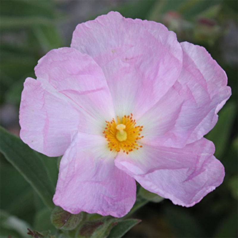 Promesse de Fleurs - Cistus argenteus Peggy Sammons - Ciste hybride Pot de 2L/3L - Image 1