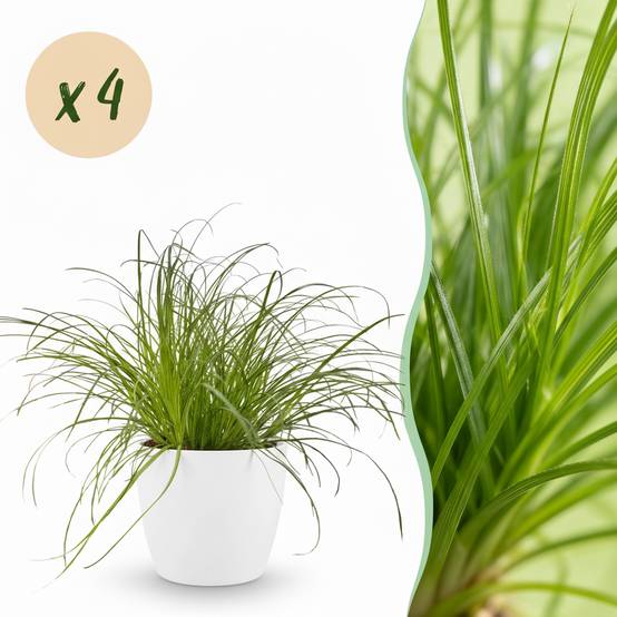Cyperus Alternifolius Zumula - H30cm - Image 1